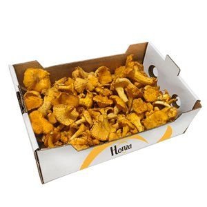 FRESH CHANTERELLE