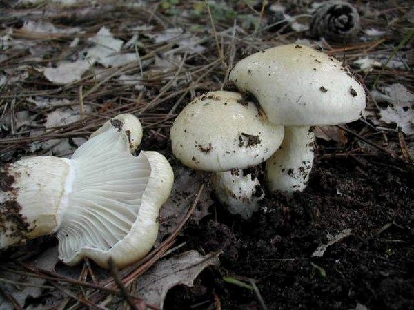 Hygrophorus Gliocyclus Llanega Blanca Llanega Gris Pino