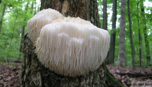 Hericium erinaceus una seta beneficiosa para tu salud