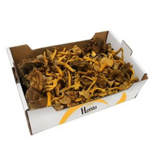 FRESH TRUMPET CHANTERELLE