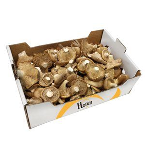 FRESH UMBEL OYSTER MUSHROOM