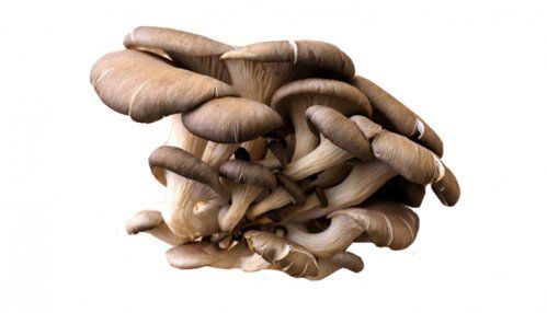 setas que general electricidad   Honza